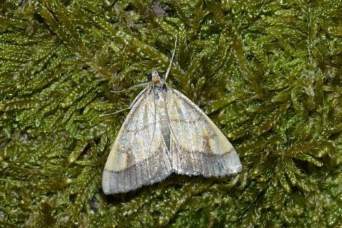 Réf. 207 535 : Evergestis limbata